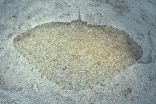 Butterfly ray (Gymnura altavela) with a patterned body lies on a light-coloured sandy substrate. Dive site Cueva de las Morenas, Palm Mar, Tenerife, Canary Islands, Spain