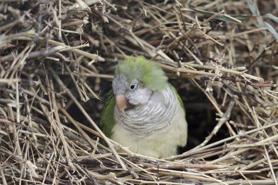 Monk parakeet (Myiopsitta monachus) in nest, captive, occurrence in South America