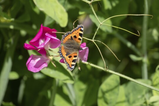 Small tortoiseshell butterfly (Aglais urticae) adult insect resting on a garden Sweet pea flower in summer, England, United Kingdom