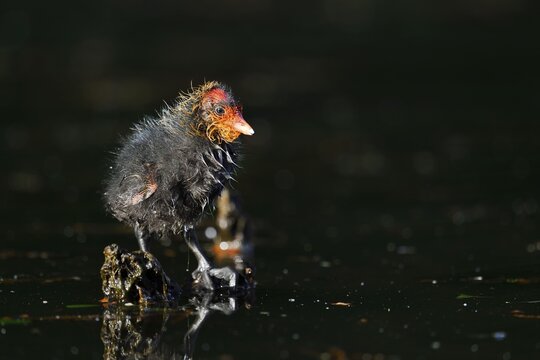 Eurasian Coot (Fulica atra), chick, North Rhine-Westphalia, Germany