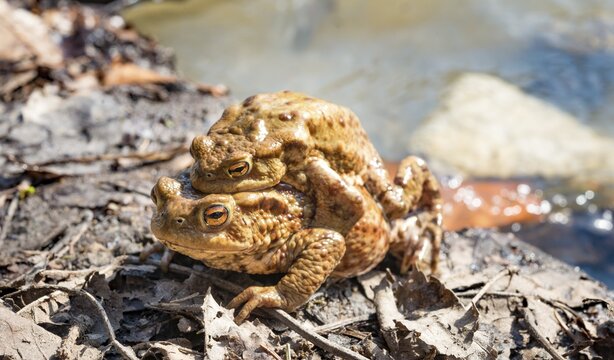 Common toads (Bufo bufo) mating at the water, mating season, Stallauer Weiher, Bavaria, Germany