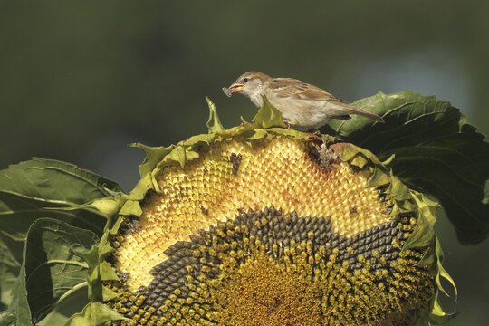 House sparrow (Passer domesticus) fledgling eating ripe seeds on a sunflower (Helianthus annuus) Allg&auml;u, Bavaria, Germany, Allg&auml;u, Bavaria, Germany