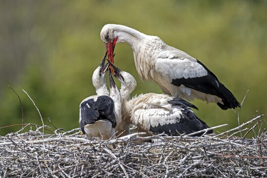 White stork (Ciconia ciconia), feeding young birds, Germany