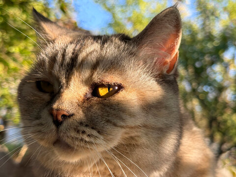 Portrait of a melancholic cat with half of its face obscured by shadow.