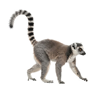 Ring-tailed lemur walking with raised striped tail