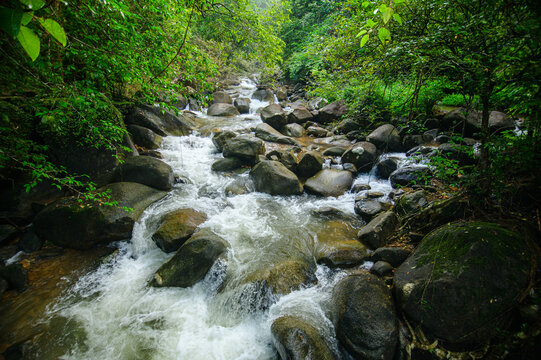 Mountain Stream Flow Through Verdant Forest with Rocks and Greenery