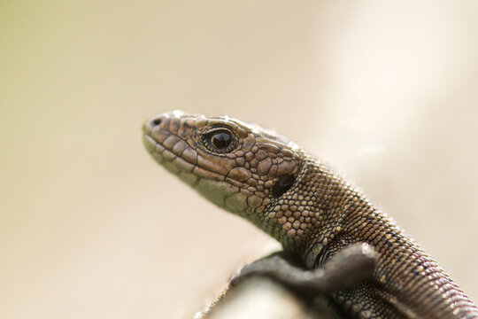 Extreme close-up of a common lizard's scaly head
