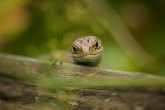 Small brown lizard peeking over a branch in nature