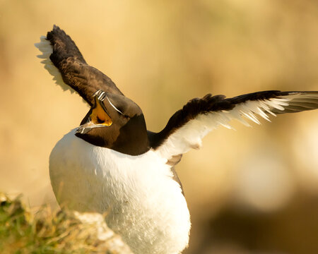 A razorbill seabird displays with its wings outstretched