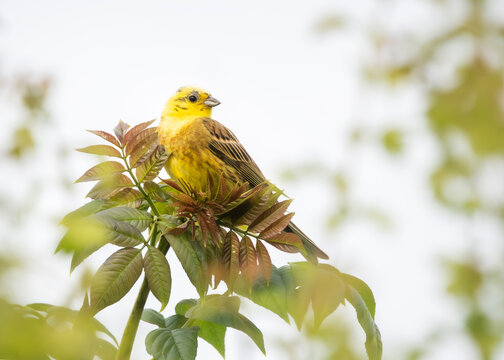 Yellowhammer bird perched on a leafy branch outdoors