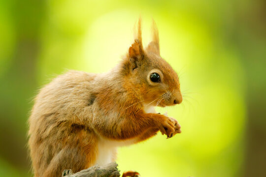 Red squirrel with fluffy ear tufts eating in a sunlit forest