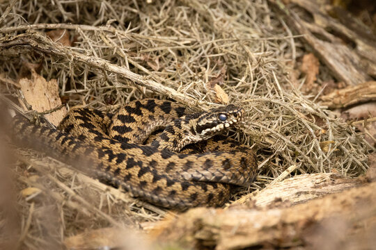 Common adder viper snake with cloudy eye before shedding skin