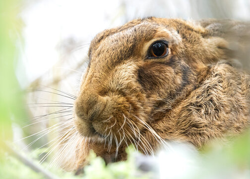 Extreme close up of a wild brown hare in nature
