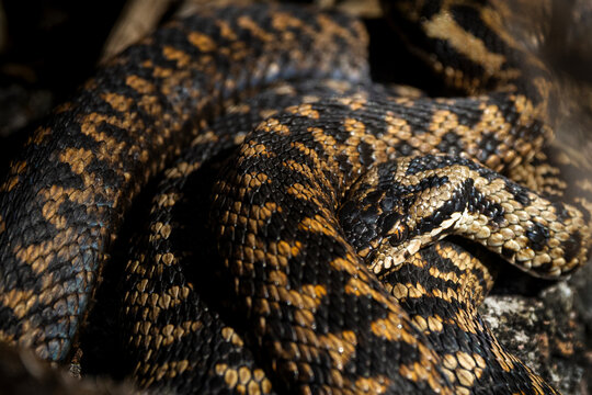 Close-up of a coiled venomous snake with patterned scales