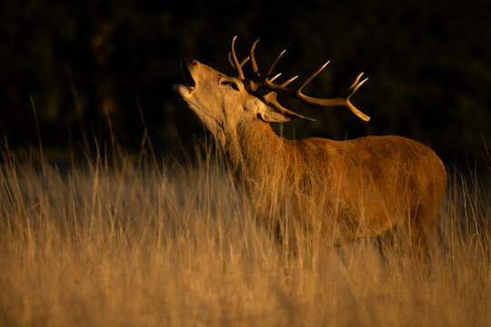 Majestic red deer stag roaring in golden hour light