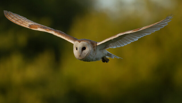 Barn owl with outstretched wings flying towards the camera