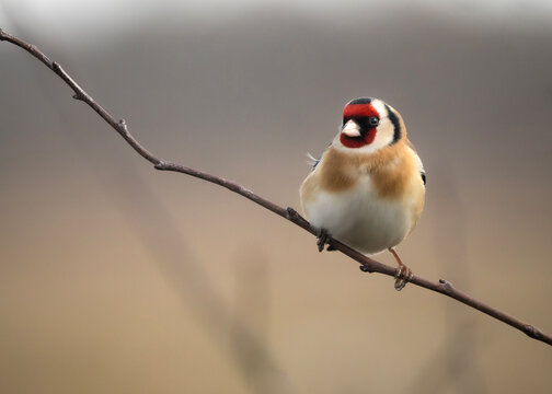 European goldfinch perching on a bare branch