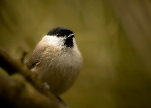 Close-up of a cute marsh tit perched on a branch