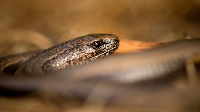 Close up of a slow worm lizard hiding in leaf litter