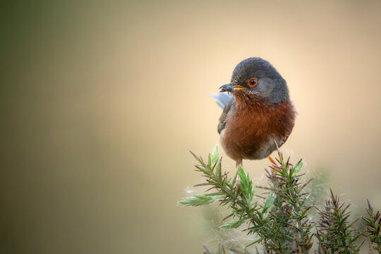 Small Dartford warbler with insect food on thorny gorse branch