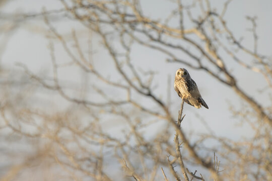 Short eared owl perched on a bare branch looking at camera