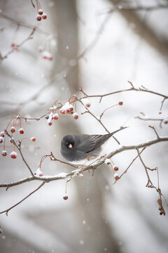 Dark-eyed junco bird perched on a snowy branch with red berries