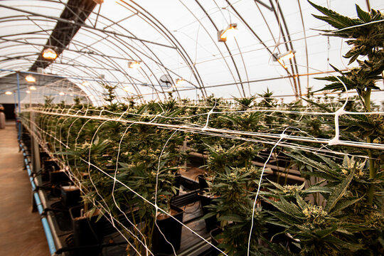 Rows of cannabis plants growing in a commercial greenhouse