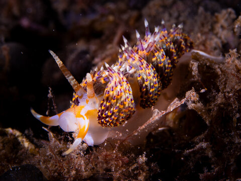 Colorful nudibranch crawling across rocky seafloor