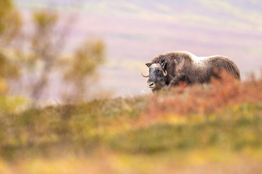 Musk ox standing on a grassy hill in an open autumn wilderness l