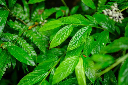 Lush Green Tropical Plant Foliage with Vibrant Leaf Texture and Diversity