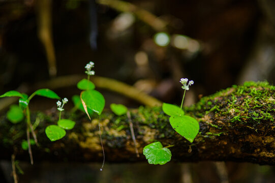 Close-up of tiny white-flowered plants growing on moss-covered log in forest