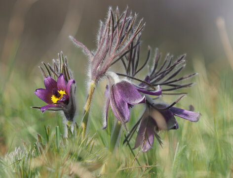 Mountains Pasque purple flowers in early spring, Pulsatilla montana