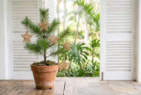 Small potted pine with handmade rattan stars on a sunny veranda