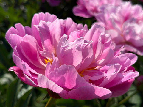Peony pink flower.