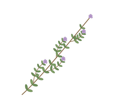 Branche de thym sur fond transparent