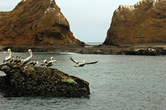Pelican taking off from a rock next to a flock of perched seabirds, Manabi, Puerto Lopez, Ecuador