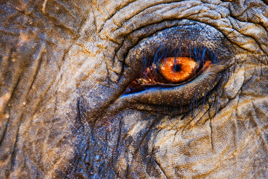 Close-up of indian elephant eye with detailed skin texture