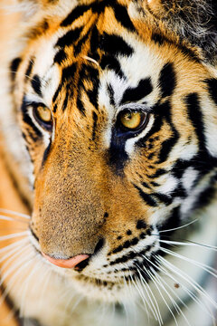 Close-up portrait of tiger face with detailed fur texture and whiskers