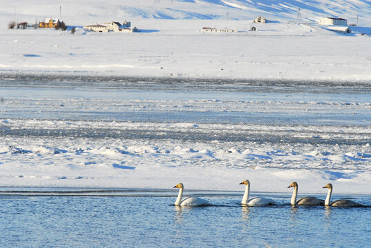 Four swans swimming in a river below snowy farmland, Southern Region, Iceland