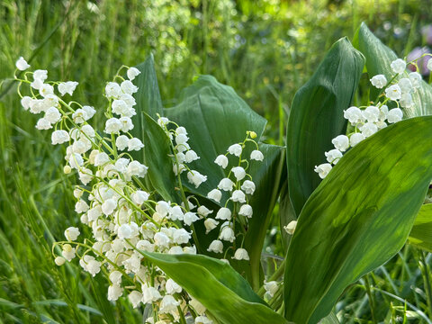 Lilies of the valley in the grass in a May garden.