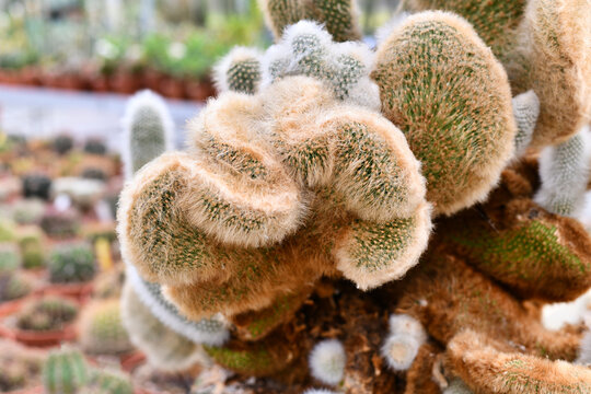 'Cleistocactus winteri subsp. aureispina cristata' cactus showing golden spiny crested growth. Rare cactus mutation with dense sculptural form