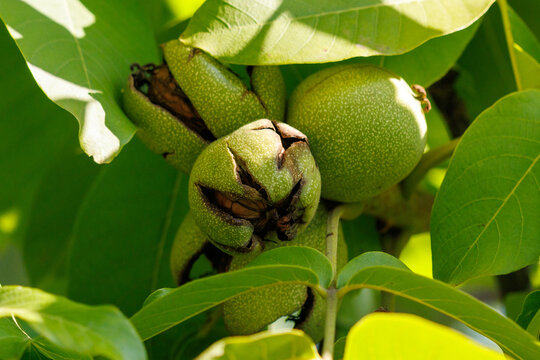 Green walnuts hang from a tree branch