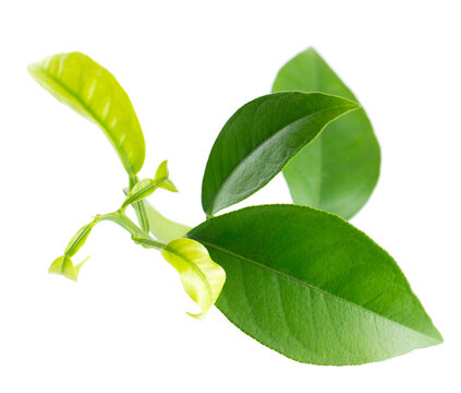 Green citrus leaves isolated on white background. Fresh lemon leaves branch. Clipping path.