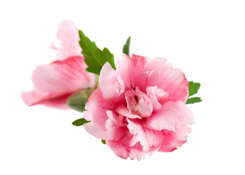 Pink double hibiscus flowers with green leaves isolated on white background. Hibiscus rosa-sinensis.