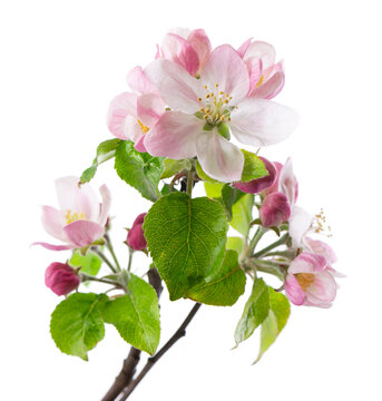 Spring apple blossom isolated on white background. Branch of flowering apple tree with pink and white flowers and green leaves. Clipping path.
