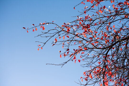 Autumn red leaves on a blurred sky background, very shallow focus. Colorful foliage in the autumn park. Excellent background on the theme of autumn, fall.