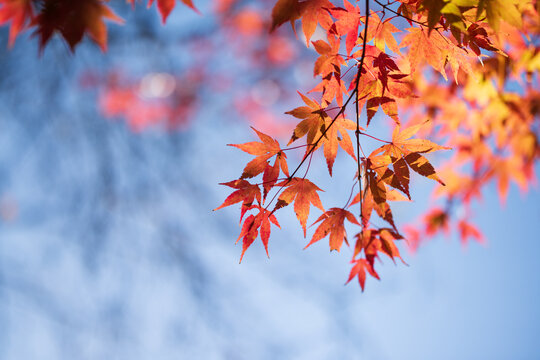 Autumn red maple leaves on a blurred forest background, very shallow focus. Colorful foliage in the autumn park. Excellent background on the theme of autumn, fall.