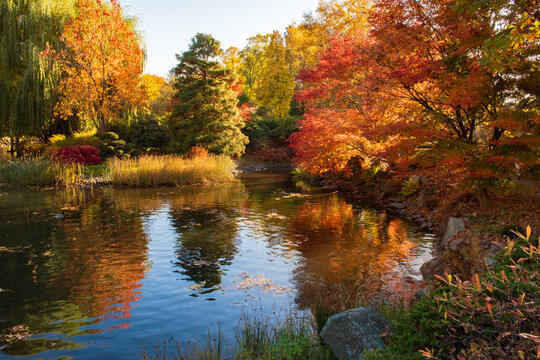 Autumn landscape, colorful foliage, and vibrant tree reflections on a tranquil pond in a Japanese garden. Golden yellow, orange, and red leaves glow in warm sunlight and peaceful water.