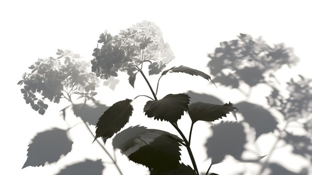 Hydrangea flower shadow overlay