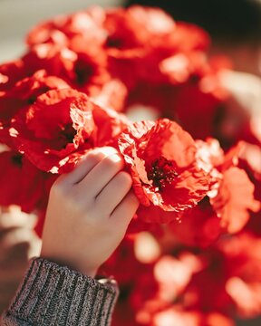 Person hand touching vibrant red poppy flower, symbolic gesture of remembrance for memorial ceremony